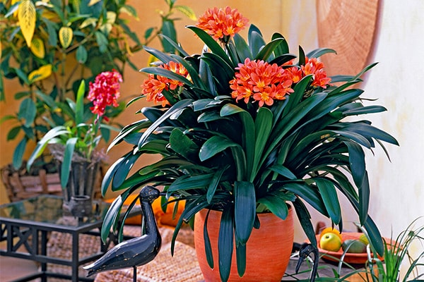 تکثیر گل خورشیدی